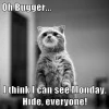 monday cat.webp