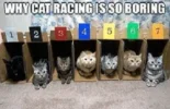 cats.webp