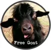 goat.webp