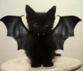 vsmpkitty.webp