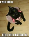 funny-pictures-black-cat-dress-will.webp
