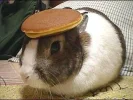 bunny_pancake.webp