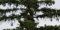 American Eagle.webp American Eagle.webp