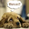 lostpuppy.webp