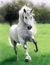 horsebolted.webp
