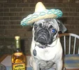 drunk-pug.webp