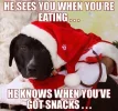 funny-Santa-dog-song-snacks.webp
