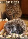 curious-cat.webp curious-cat.webp