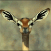 Gazelle_noms.gif Gazelle_noms.gif