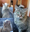 catwig.webp catwig.webp