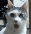 whatcat.gif