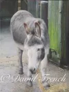 donkey.webp