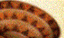 Z4.GIF
