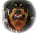Z12.GIF