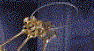 Z27.GIF