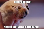 funny-headache-puppy-dog-dude-enough-paws-ears-cute-pics.webp