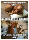 dog poof.webp