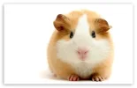 cute_guinea_pig-t2.webp
