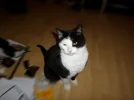 SAM_0328.webp