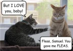 fleas.webp
