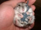 gerbil.webp gerbil.webp