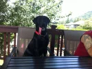 Koda.webp
