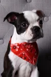 Milo.webp