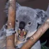 drop-bear.webp