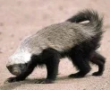 zzzzzhoney.webp zzzzzhoney.webp