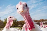 turkeys.webp