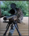 sniper-kitty.webp