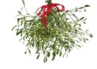 Mistletoe.webp