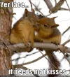 funny-pictures-kissing-squirrels-tree1.webp