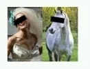 horse14.webp