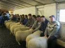 sheep.webp