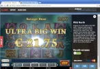 ultra big win savage bear fture!!.webp