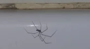 spider.webp