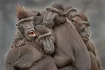 gh.webp