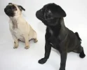 puglet.webp
