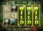 panda2.webp