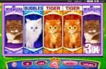 omgkittens.webp