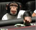 zzzzmonkey.webp