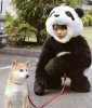panda-dog-walker.jpg