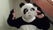 panda1.webp