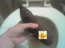 zzzzturd.webp