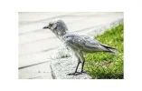 A6_1.webp