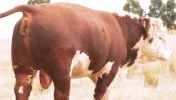 bullshit.webp