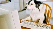 Dog playing.webp
