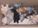kitties.webp