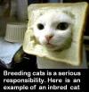 In-Bread-Cat-01.webp